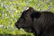 Black Bull in the Wild Bluebonnets in the Ennis Area, Texas