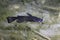 Black bullhead Catfish Ameiurus melas underwater photography