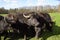 Black bulls with long horns grazing on the grass