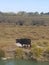 Black bulls native to the Camargue cattle breed