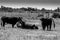 Black bulls on a ranch in Camargue