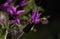 black Bumble bee with black eyes flying next to purple lavender plant