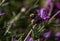 black Bumble bee with black eyes perched on purple lavender plant