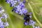 Black bumble bee resting on a purple flower