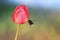 Black bumblebee flies up to the red Tulip