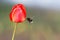 Black bumblebee flies up to the red Tulip