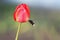 Black bumblebee flies up to the red Tulip