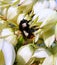 Black Bumblebee and white Flowers