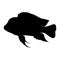 Black Bumphead Cichlid fish silhouette