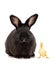 Black bunny and funny duckling