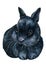 Black bunny on an isolated white background, painted with watercolor, fluffy rabbit