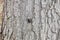 Black Buprestidae beetle camouflage on tree , kind of pest