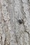 Black Buprestidae beetle camouflage on tree , kind of pest , Coleoptera