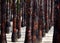 Black burned palm trees trunks in a row