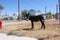 Black burro walking along the road in Beatty, Nevada.