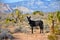 Black Burrow staring down photographer in Nevada Desert.