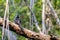 Black Butcherbird Melloria quoyi Sitting on Branch in Rainforest, Queensland, Australia