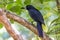 Black Butcherbird in Queensland Australia