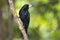 Black Butcherbird, Queensland, Australia