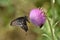 a black butterfly foraging on a thistle