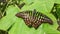 Black butterfly with green spots on leaves