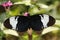 Black Butterfly Heliconius sara theudela with white stripes feeding on flower