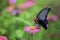 Black Butterfly on Pink Zinnia Bright colors in garden