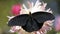 A black butterfly sits on a pink flower