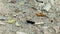 Black butterfly sitting on sand close up. Beautiful butterfly with white spots on black wings on background sand and