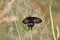 Black butterfly with spots walking on a blade of grass