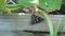 A black butterfly under a cucumber plant