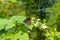 Black Butterfly on a white Bidens pilosa flowers in the garden.