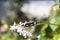 Black butterfly on a white flower