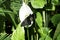 Black butterfly on white flower spathiphyllum