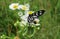 Black butterfly on white flowers in the garden, closeup