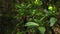 A black butterfly with white spots on its wings sits on a green tree leaf