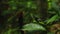 A black butterfly with white spots on its wings sits on a green tree leaf