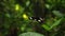 A black butterfly with white spots on its wings sits on a green tree leaf