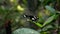 A black butterfly with white spots on its wings sits on a green tree leaf