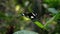 A black butterfly with white spots on its wings sits on a green tree leaf