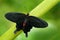 Black buttrefly, Antrophaneura semperi, beautiful black and red poison butterfly, in nature green forest habitat, wildlife from