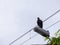 Black Buzzard Standing on a Lamp Post