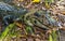 Black Caiman, Amazon Rainforest