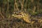 Black caiman cooling down with open mouth, Pantanal, Brazil