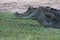 black caiman in the Kaw marshes in French Guiana