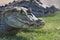 Black caiman in the Kaw marshes in French Guiana