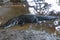 Black Caiman at Madidi National Park, Bolivia