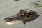 Black caiman (Melanosuchus niger)