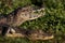 Black caimans in Argentina