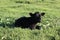 Black calf basking in the sun